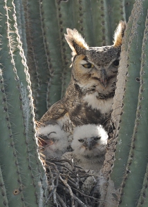 March 25, 2013<br>North Phoenix, AZ<br>Great Horned Owls